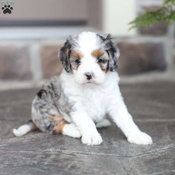 Brynn, Cavapoo Puppy
